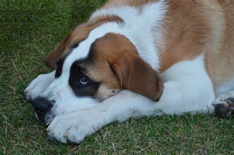 St. Bernard Lab Mix Breed: The Labernard Complete Guide